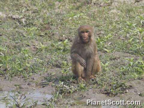 Image of macaques