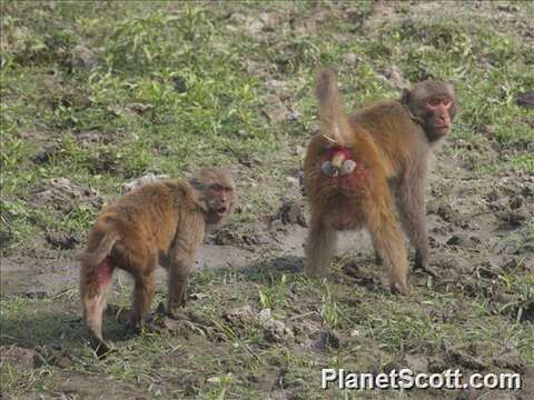 Image of macaques