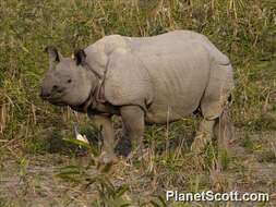 Image de Rhinoceros Linnaeus 1758