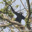 Image of hoolock gibbon