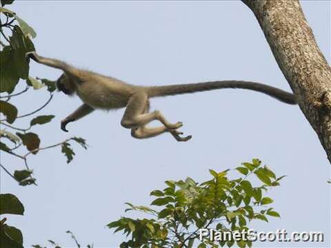 Image of Lutungs or leaf monkeys