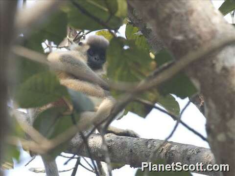 Image of Lutungs or leaf monkeys