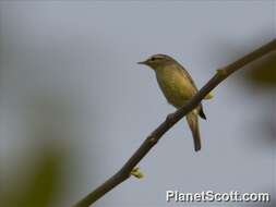 Image of Tickell's leaf warbler