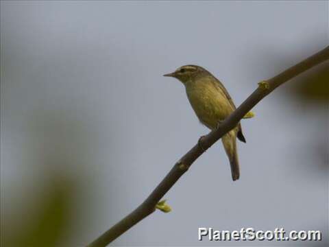 Image of Tickell's leaf warbler