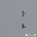 Image of Grey-throated Martin