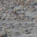 Image of Indian River Tern