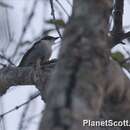 Image of Little Pied Flycatcher