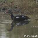 Image of White-winged Duck