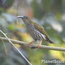 Image of Streaked Spiderhunter