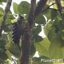 Image of Fulvous-breasted Woodpecker