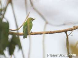 Image of leafbird