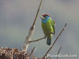 Image of Asian barbets