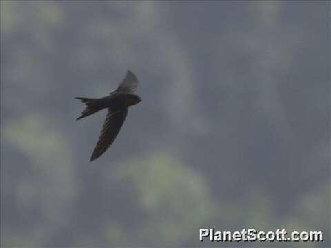 Image of Palm swift