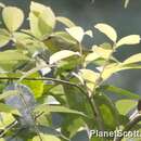 Image of Sulphur-breasted Warbler