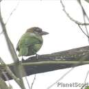 Image of White-cheeked Barbet