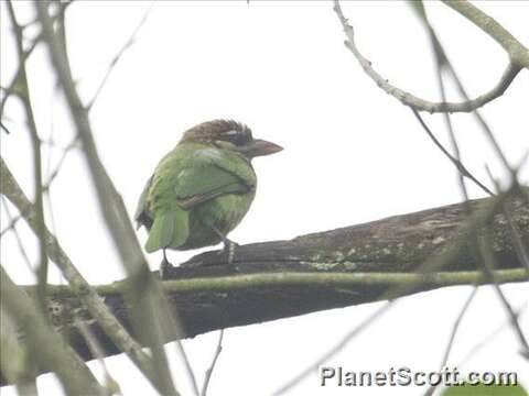 Image of Asian barbets