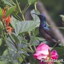 Image of Loten's Sunbird