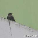 Image of Indian Swiftlet
