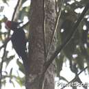 Image of White-bellied Woodpecker