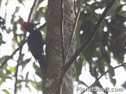 黑啄木鳥屬的圖片