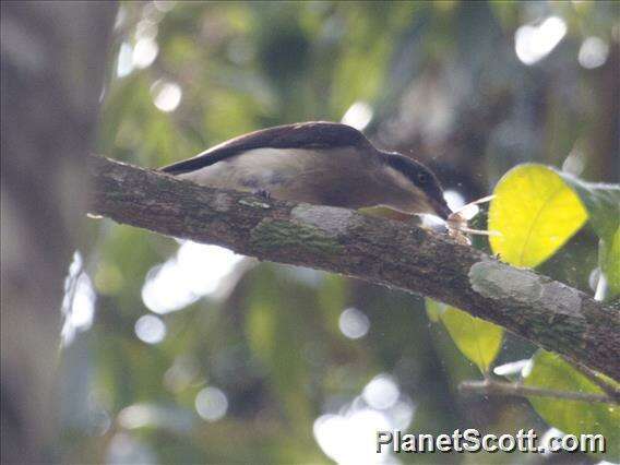 Image of Tephrodornis Swainson 1832