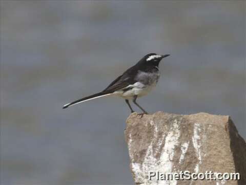 Image of White-browed Wagtail