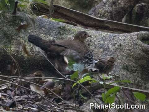 Image of Bantam Cock