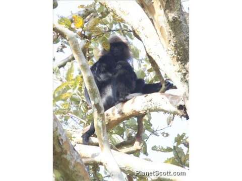 Image of Gray (=entellus) langur