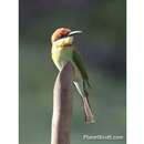 Image of Chestnut-headed Bee-eater