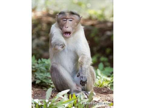 Image of macaques