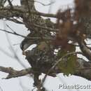 Image of Indian Scimitar Babbler