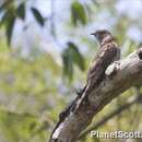 Image of Common Hawk Cuckoo