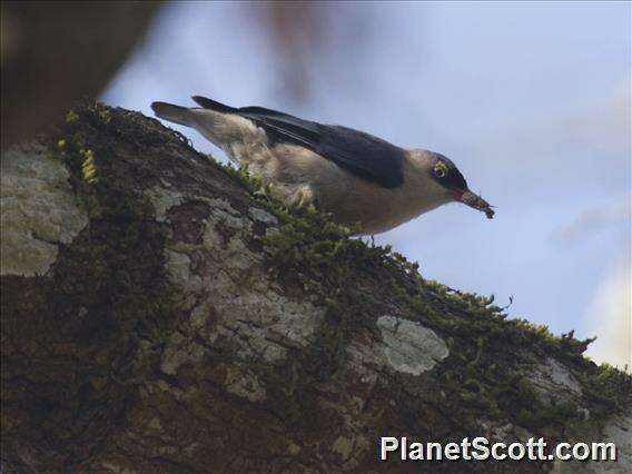 Image of nuthatches and relatives