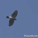 Image of Crested Goshawk