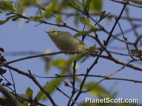 Image of Greenish Warbler