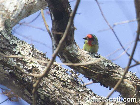 Image of Asian barbets