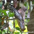 Image of Ceylon Frogmouth