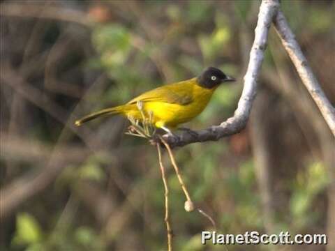 Image of Ruby-throated Bulbul