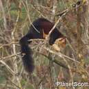 Image of Indian Giant Squirrel