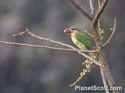 Image of Asian barbets