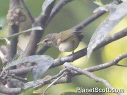 Plancia ëd Phylloscopus trochiloides (Sundevall 1837)