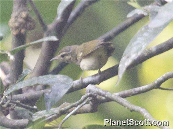 Imagem de Phylloscopus trochiloides (Sundevall 1837)