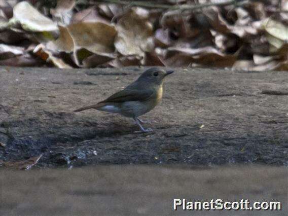 Image of Cyornis Blyth 1843