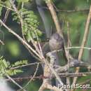 Image of Large Cuckoo-shrike