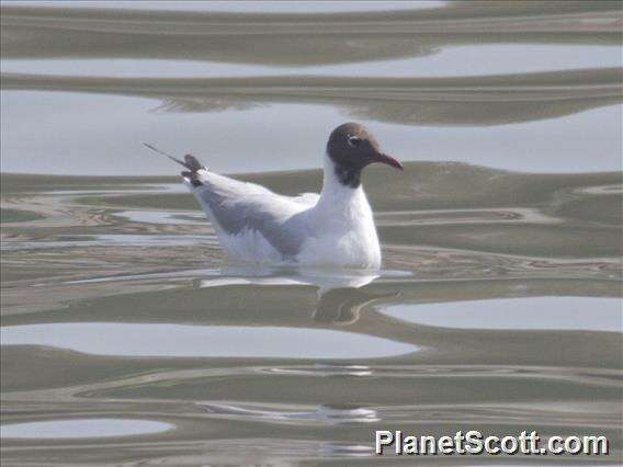 Image of Hooded gulls