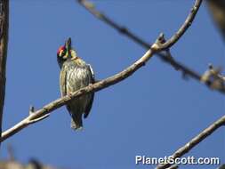 Image of Asian barbets