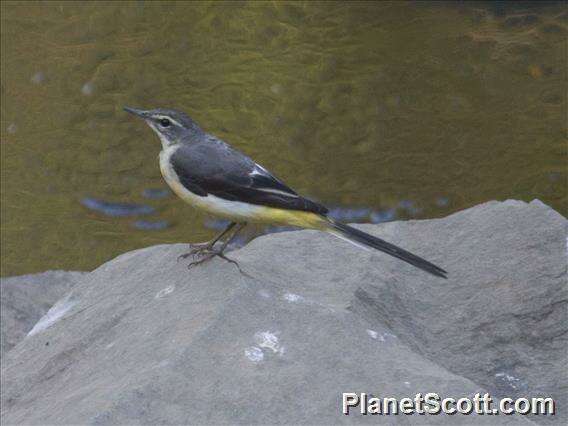 Image of Motacilla Linnaeus 1758