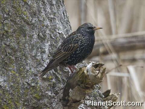 Image of Sturnus Linnaeus 1758