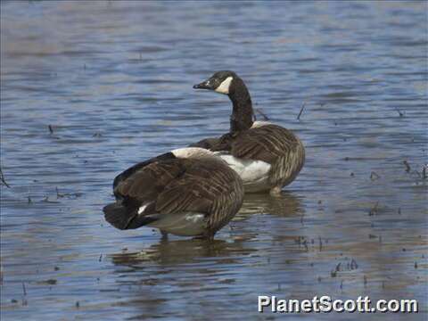 Image of Hawaiian goose