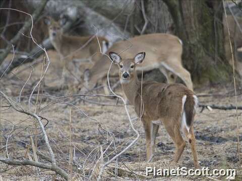 Image of mule deer and white-tailed deer